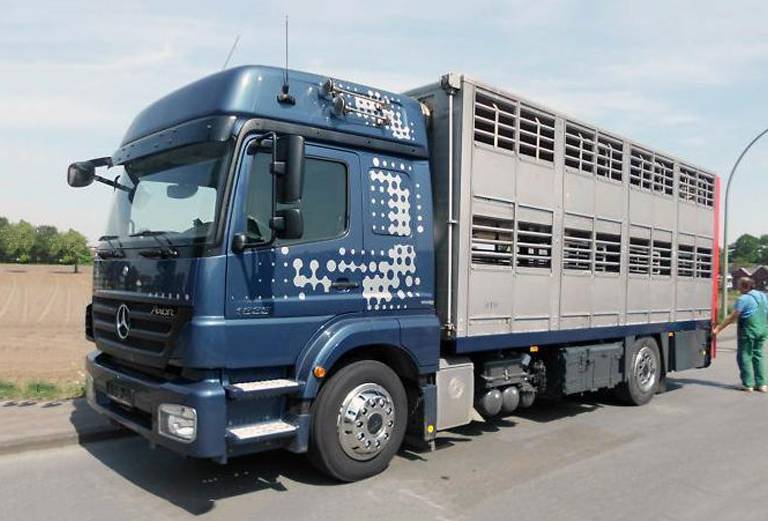 Перевозка морской свинки автотранспортом из Киев в Львов