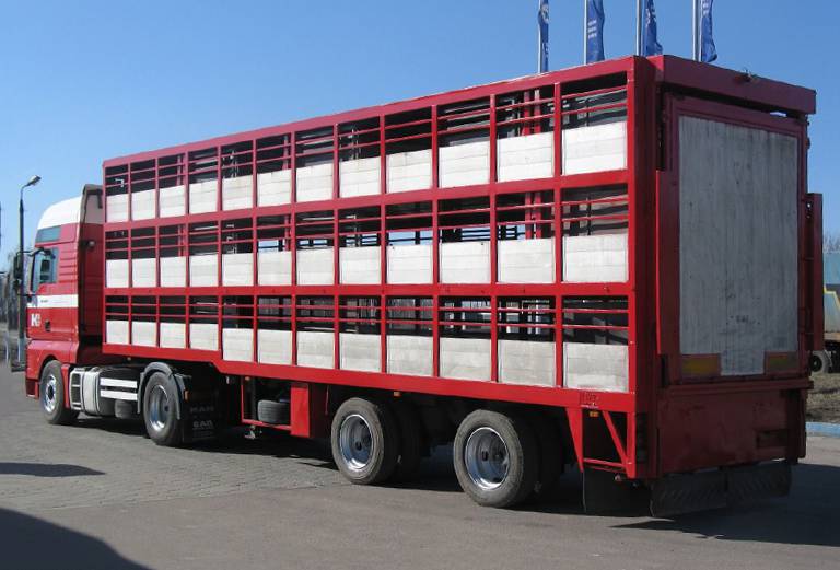 Заказать скотовоз для 12 взрослых стадных коров из Волгограда в Камышина